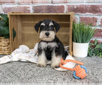 Small #5 Schnauzer (Miniature)