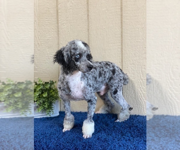 Medium Photo #1 Bernedoodle-Poodle (Miniature) Mix Puppy For Sale in FREDERICKSBG, OH, USA