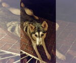 Small #3 Alusky
