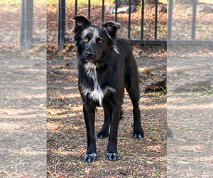 Collie-Unknown Mix Dogs for adoption in Lake Elsinore, CA, USA