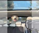 Small #11 Great Pyrenees Mix
