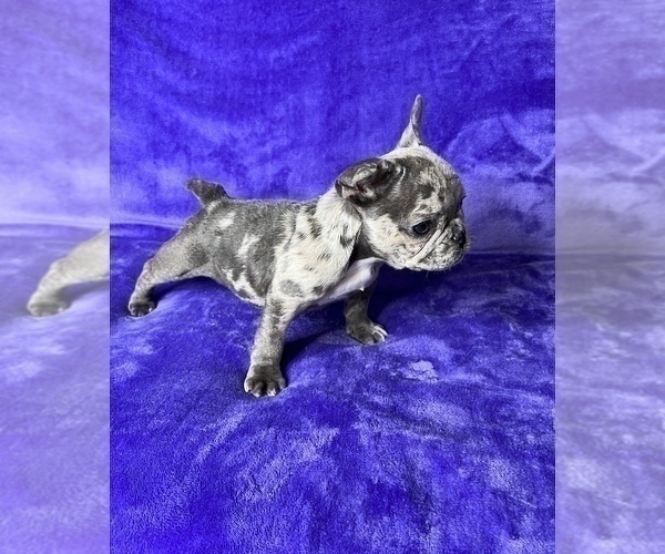 Medium Photo #9 French Bulldog Puppy For Sale in KENNESAW, GA, USA