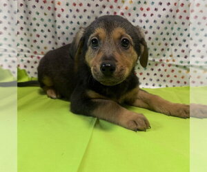 Mutt Dogs for adoption in New Oxford , PA, USA