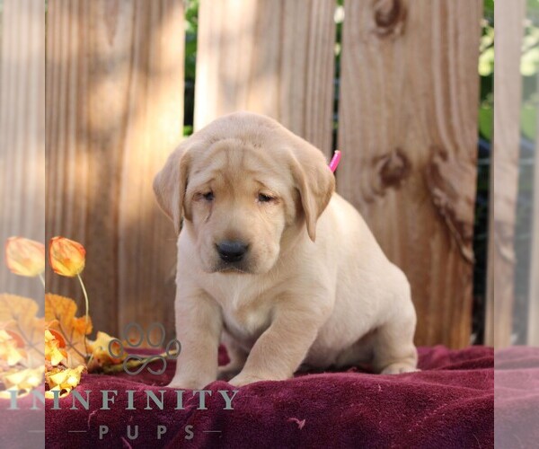 Medium Photo #5 Labrador Retriever Puppy For Sale in SHIPPENSBURG, PA, USA