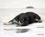 Small #6 French Bulldog