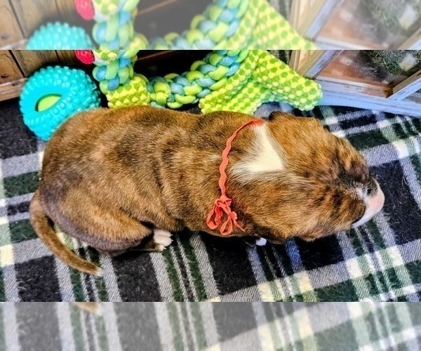 Medium Photo #18 Alapaha Blue Blood Bulldog Puppy For Sale in SHELOCTA, PA, USA