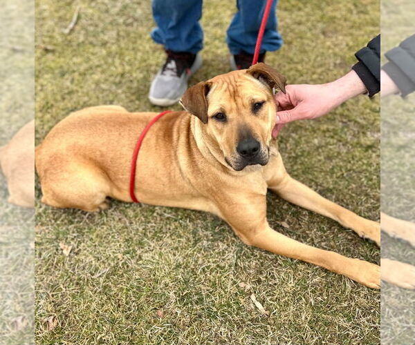 Medium Photo #2 Mutt Puppy For Sale in Canton, CT, USA