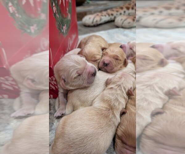 Medium Photo #7 English Cream Golden Retriever Puppy For Sale in SACRAMENTO, CA, USA