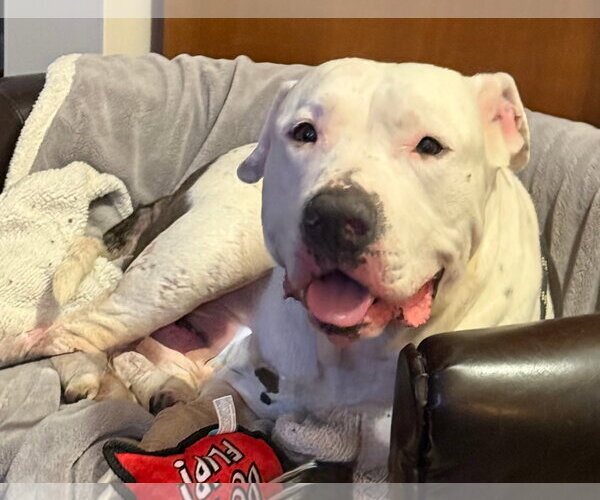 Medium Photo #13 American Pit Bull Terrier-Unknown Mix Puppy For Sale in Germantown, OH, USA