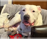 Small #12 American Pit Bull Terrier Mix