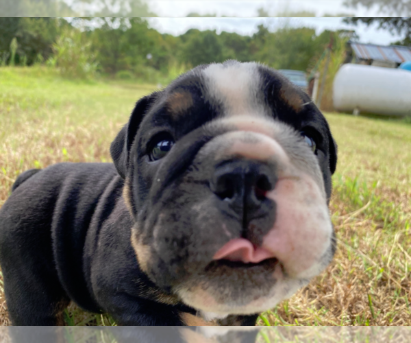 Medium Photo #6 English Bulldog Puppy For Sale in NEOSHO, MO, USA