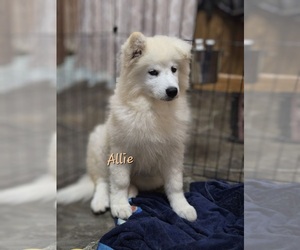 Samoyed Puppy for Sale in UNITY, Wisconsin USA