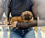 Small Photo #5 Shih Tzu Puppy For Sale in LAWRENCEVILLE, GA, USA