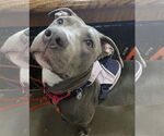 Small #1 American Pit Bull Terrier-Labrador Retriever Mix