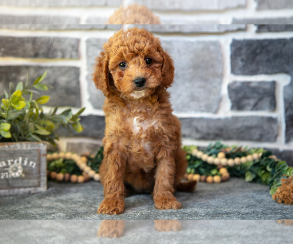 Medium Photo #11 Cockapoo Puppy For Sale in MIFFLINBURG, PA, USA