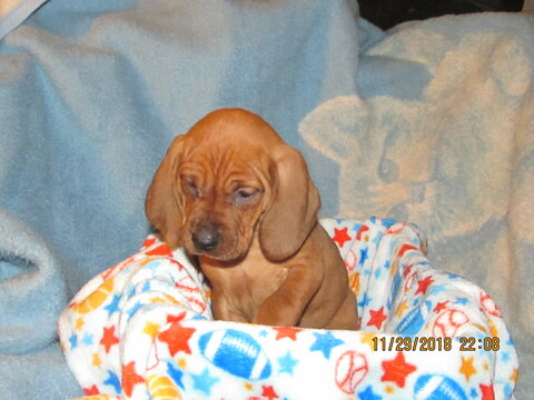 Medium Photo #1 Redbone Coonhound Puppy For Sale in GUERNSEY, OH, USA