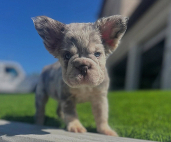 Medium Photo #5 French Bulldog Puppy For Sale in NEW YORK, NY, USA