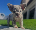 Small #4 French Bulldog