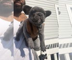 Small #7 French Bulldog