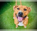 Small #1 Redbone Coonhound Mix