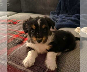 Mutt Dogs for adoption in Rochester, NY, USA