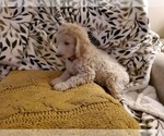 Small Photo #4 Goldendoodle Puppy For Sale in PARKER, CO, USA