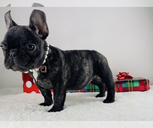 French Bulldog Puppy for sale in LOCUST GROVE, GA, USA