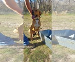 Small #1 Labrador Retriever Mix