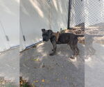 Small #3 American Staffordshire Terrier-Boxer Mix