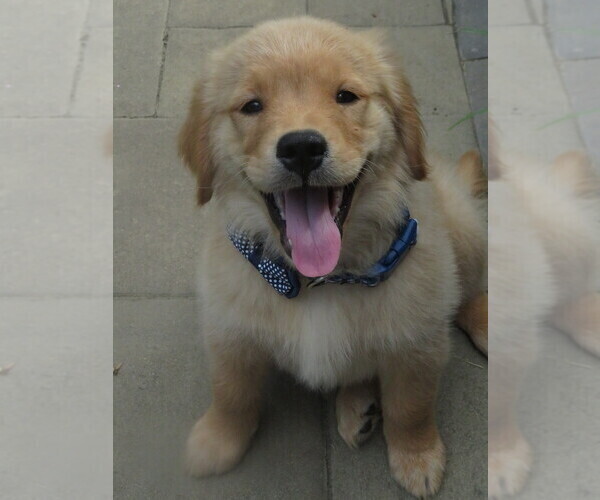 Medium Photo #1 Golden Retriever Puppy For Sale in MECHANICSVILLE, MD, USA