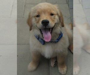 Golden Retriever Puppy for sale in MECHANICSVILLE, MD, USA