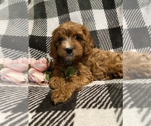 Cavapoo Puppy for sale in MORAVIA, NY, USA