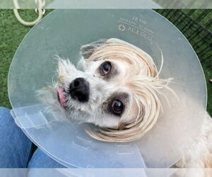 Shih Tzu Dogs for adoption in Redwood City, CA, USA