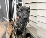 Small Photo #11 Presa Canario Puppy For Sale in LEVITTOWN, PA, USA