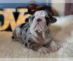 Small #2 English Bulldog