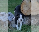Puppy Zoe American Bulldog
