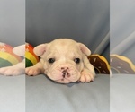 Small #2 Faux Frenchbo Bulldog