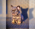 Small #20 French Bulldog