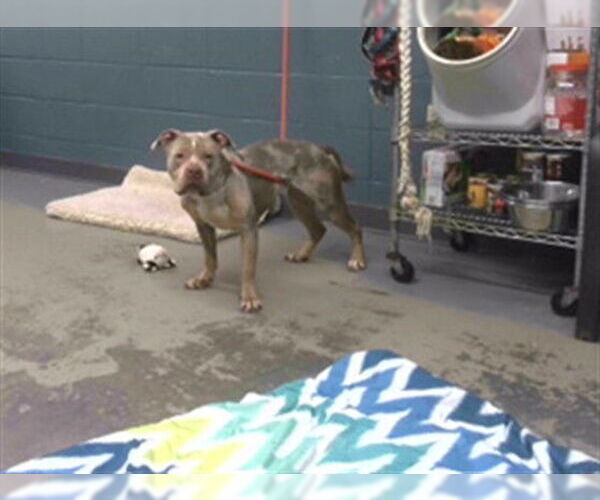 Medium Photo #1 American Bulldog-Unknown Mix Puppy For Sale in Tallahassee, FL, USA