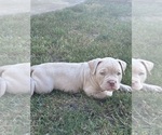 Small Photo #24 American Bully Puppy For Sale in BOLINGBROOK, IL, USA