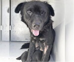 A663165 - Female Labrador Retriever-Unknown Mix Dog for Adoption - Small photo