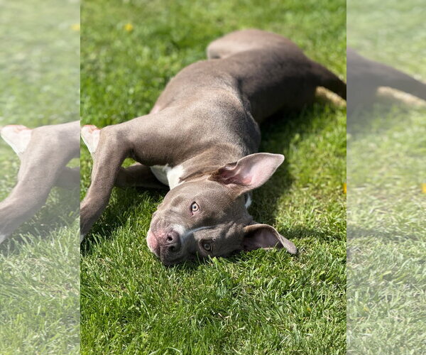 Medium Photo #3 American Pit Bull Terrier-Labrador Retriever Mix Puppy For Sale in Marine City, MI, USA