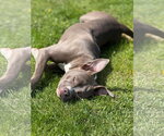 Small #2 American Pit Bull Terrier-Labrador Retriever Mix
