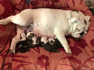 Mother of the English Bulldogge puppies born on 08/21/2018
