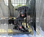 Small #4 Labrador Retriever Mix