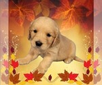 Puppy Peggy Golden Retriever