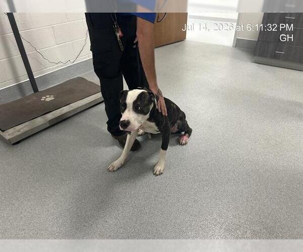 Medium Photo #1 American Pit Bull Terrier Puppy For Sale in Ocala, FL, USA