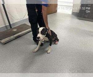 American Pit Bull Terrier Dogs for adoption in Ocala, FL, USA