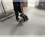 Small American Pit Bull Terrier