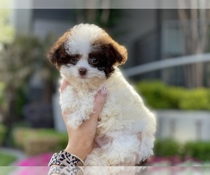 Cavanese Puppy for sale in HOUSTON, TX, USA